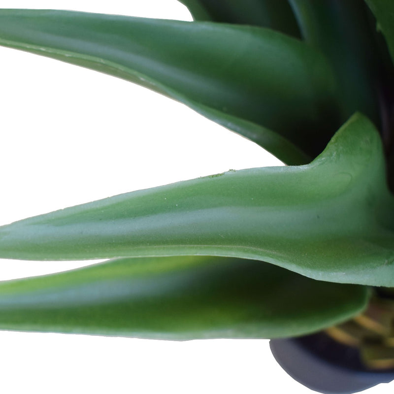 Agave 60cm Plant